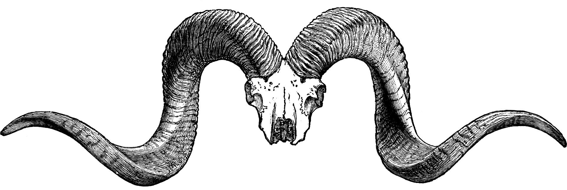 Skull of Pamir Sheep